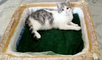 Котенок мальчик 3 месяца