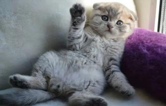 Шотландские котята шоу класса