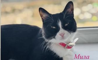 Кошки в добрые руки