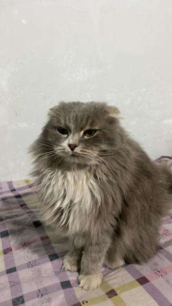 Продаем кошку Шотландскую вислоухую