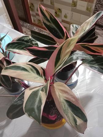 Строманта триколор продам