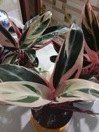 Строманта триколор продам