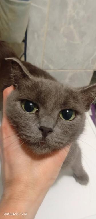 Кошка стерилизованна