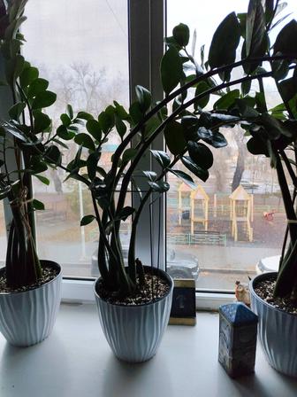 Продам дом цветок замиокулькас