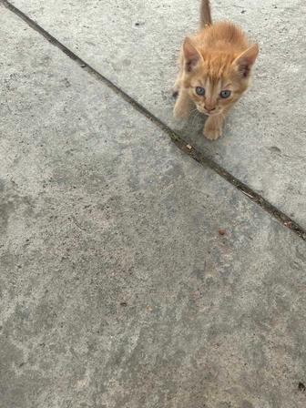 Котята