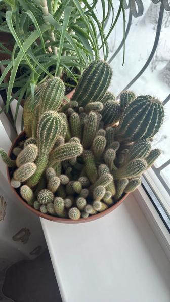 Продам кактусы, суккуленты