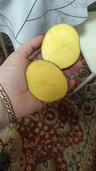 Картошка домашняя