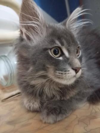 Котенок породы Мэйн-кун