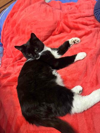 Котенок плюшевый мальчик