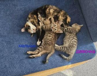 Мальчик и девочка котята ищут дом