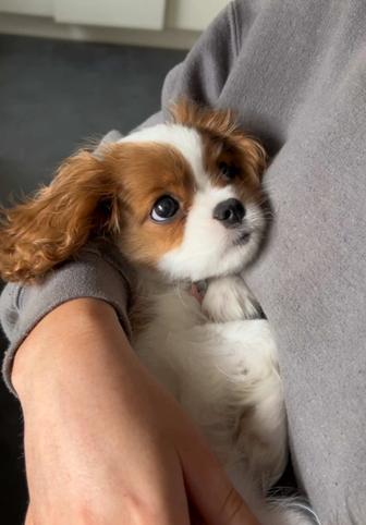 Выгул собак