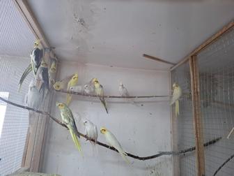 Попугаи,амадины