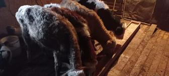 Баспақ сатылады