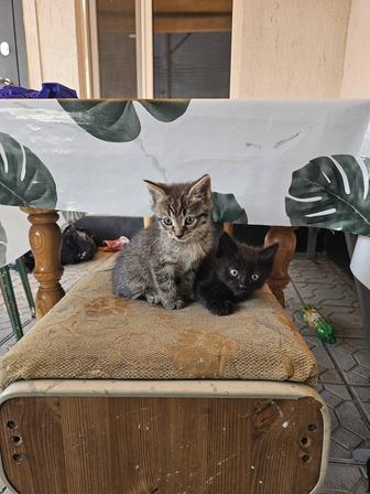 Котята