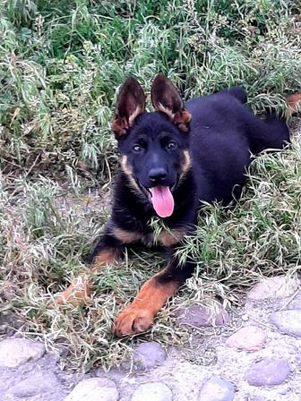 Питомник немецких овчарок