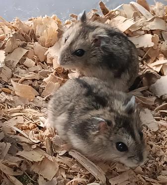 Джунгарики хомячки