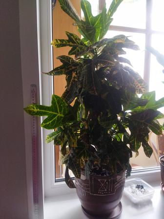 Продам комнатный цветок Кротон