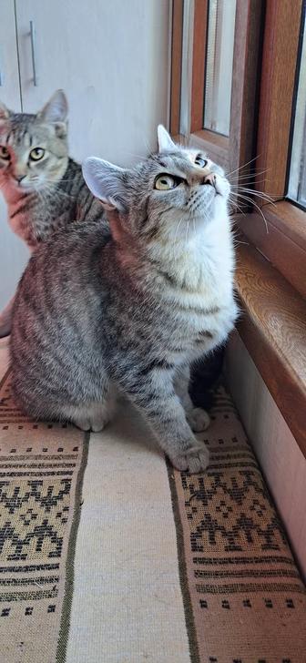 Котенок