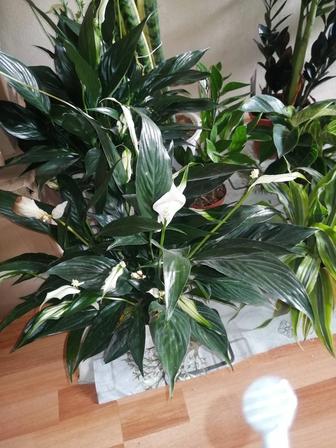 Оптовая продажа голландских цветов