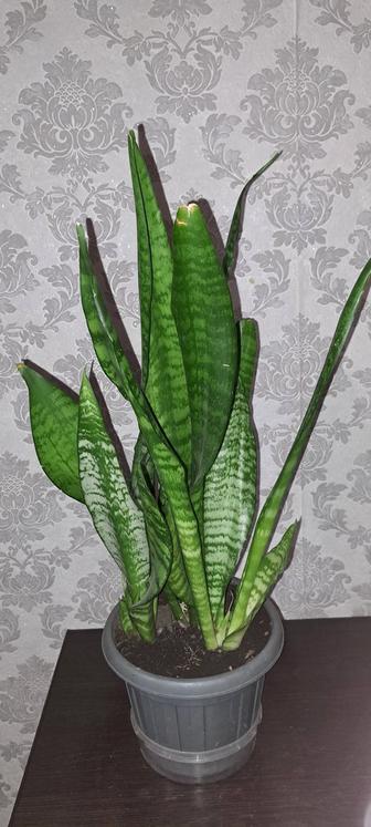 Продам щучий хвост