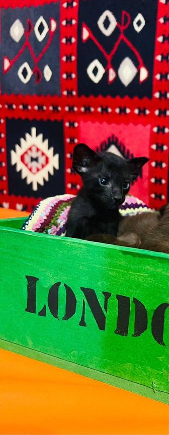 Ориентальные котята