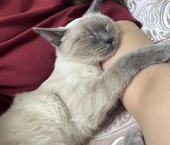 Отдам котенка