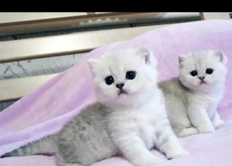 Продаются чистокровные котята шиншиллы.