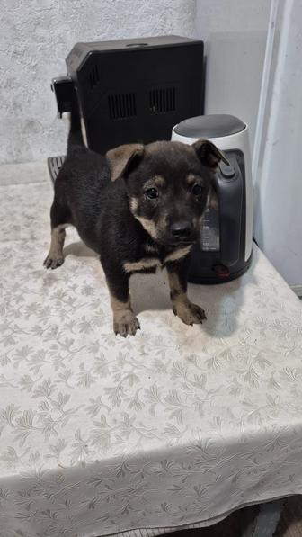 Дарим щенков