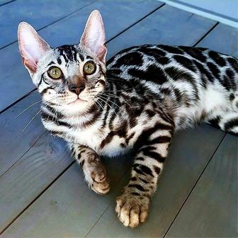 BENGAL SILVER! Экзотика и Эксклюзив! Котята - редкие окрасы