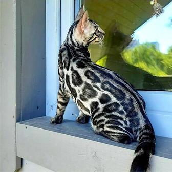 BENGAL SILVER! Экзотика и Эксклюзив! Котята - редкие окрасы