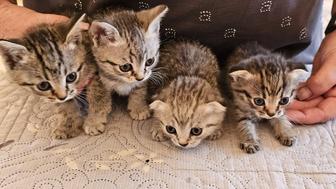 Отдам котят в добрые руки