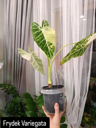 Цветы продам