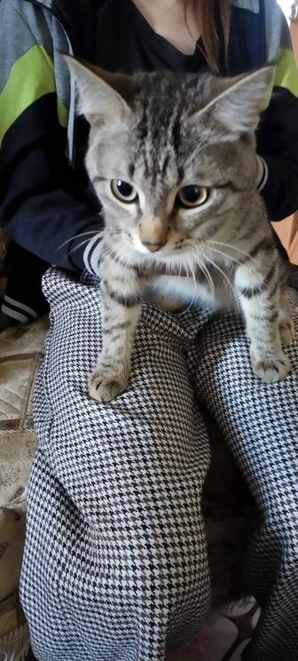 Отдам котика в добрые руки
