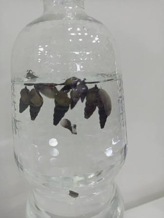 Улитка Хелена