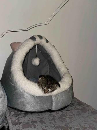 Продам котенка шотландский вислоухий