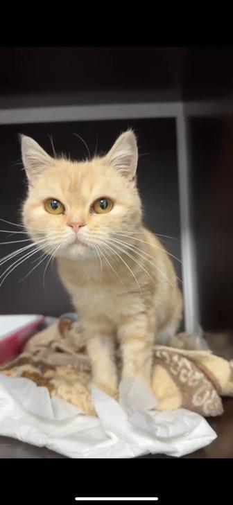 Кошечка в добрые руки