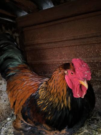 Продам петуха