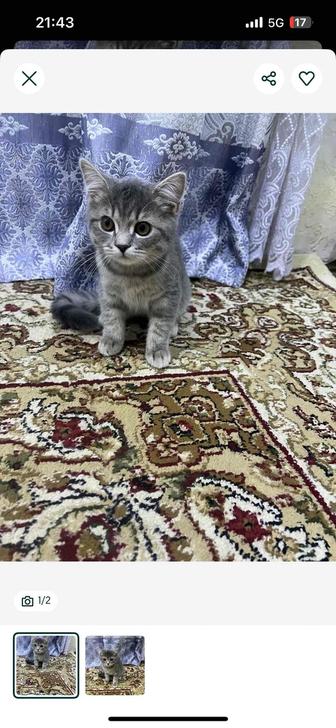 Продам породистого котенка