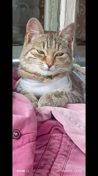 Котенок ищет дом