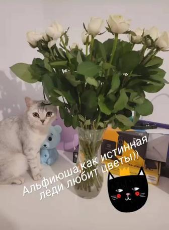 Отдам в хорошие руки кошечку