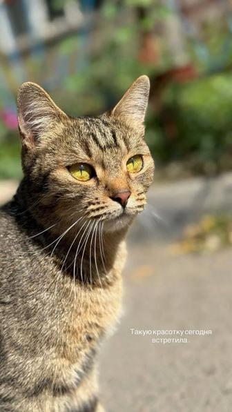 Кошка, 3 года в добрые руки