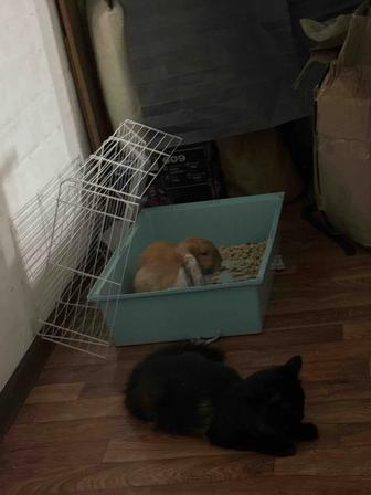 Продам клетку