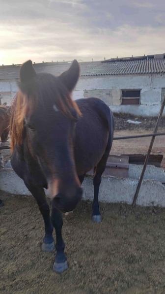 Продам кобылу 5 лет