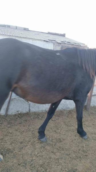 Продам кобылу 3,5 года