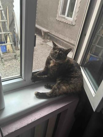 Пропала кошечка