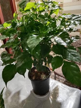 Радемахера цветок продам