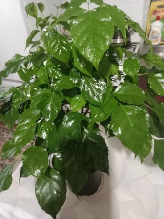 Радермахера цветок продам