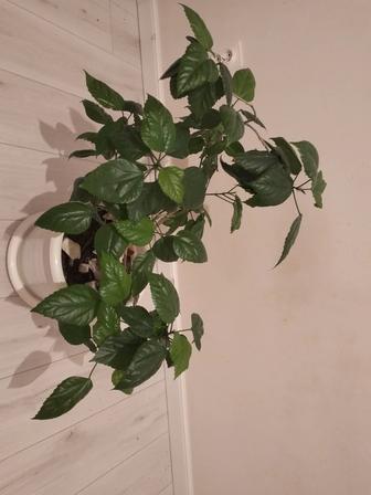 Продам здоровый большой цветок