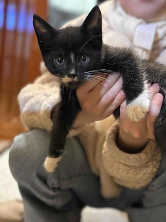 Потерялся котенок!!! 2 месяца!!!