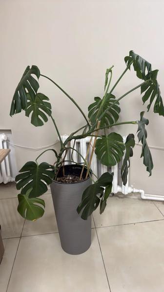 Цветок монстера